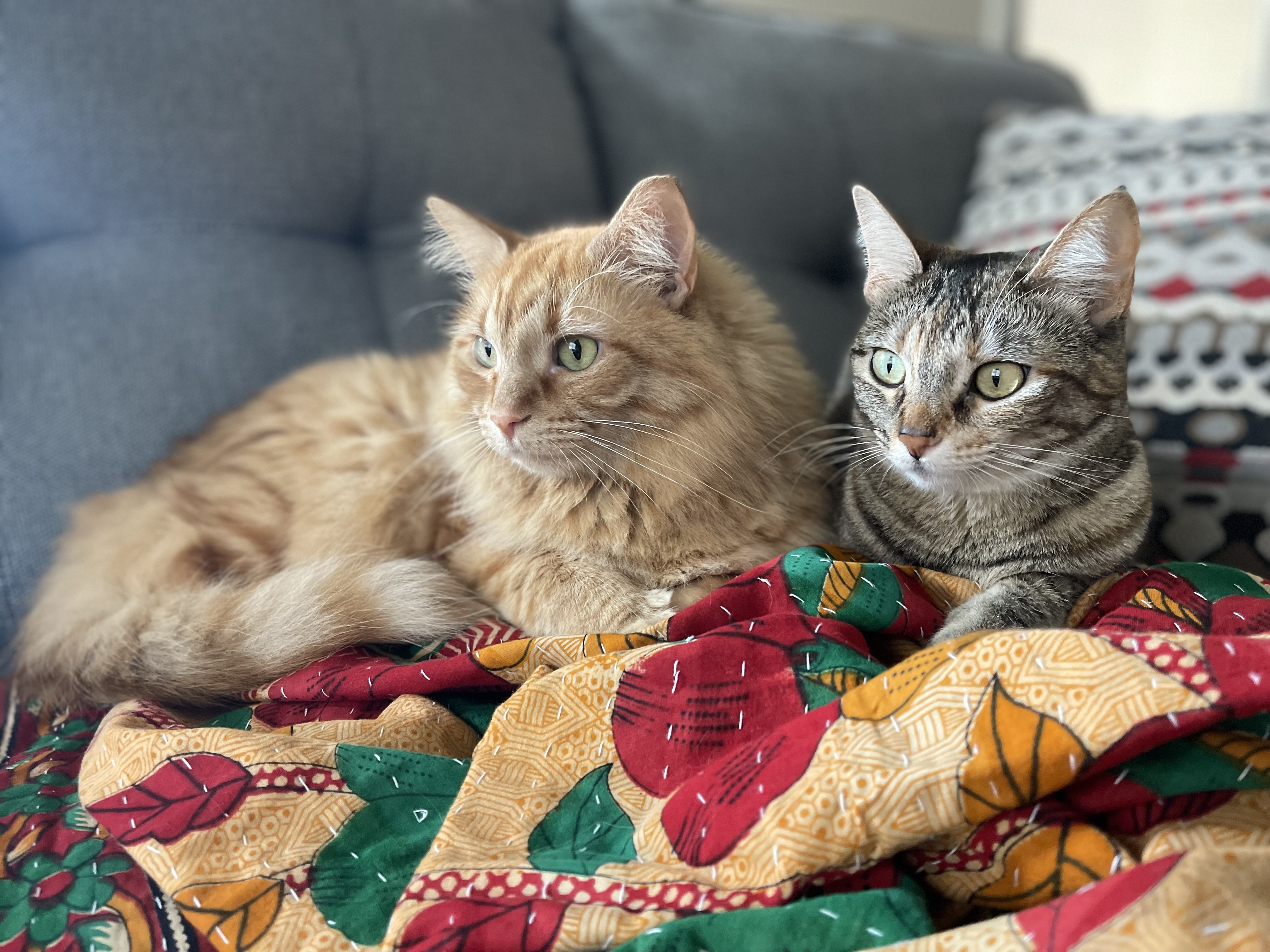 An orange cat and a tabby cat laying down and looking in the same direction.